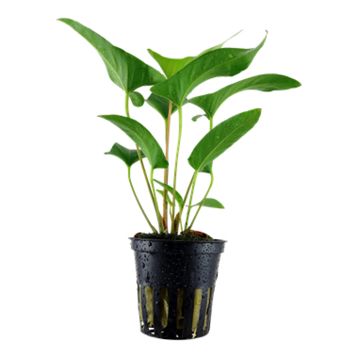 Tropica Akvarieplante i potte Anubias Gracilis